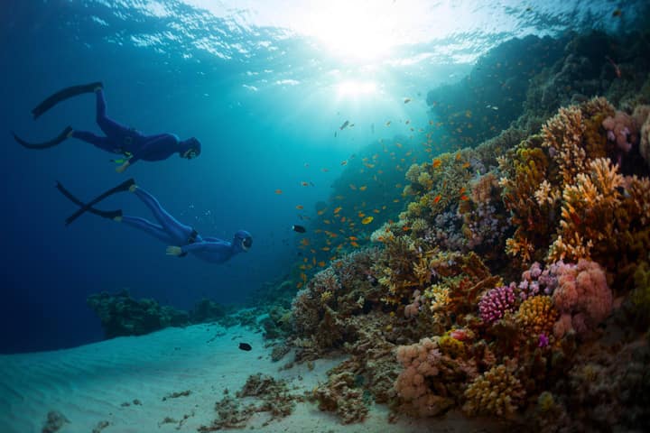 Freediving Coral Reef